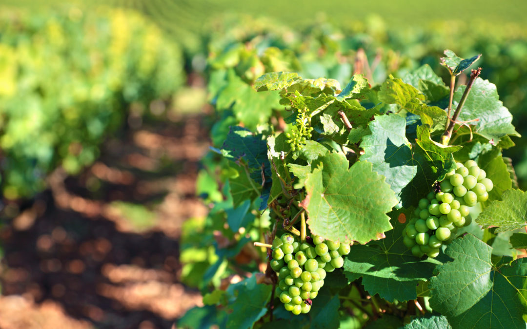 Accueil sécurité en vidéos pour des vendanges de qualité